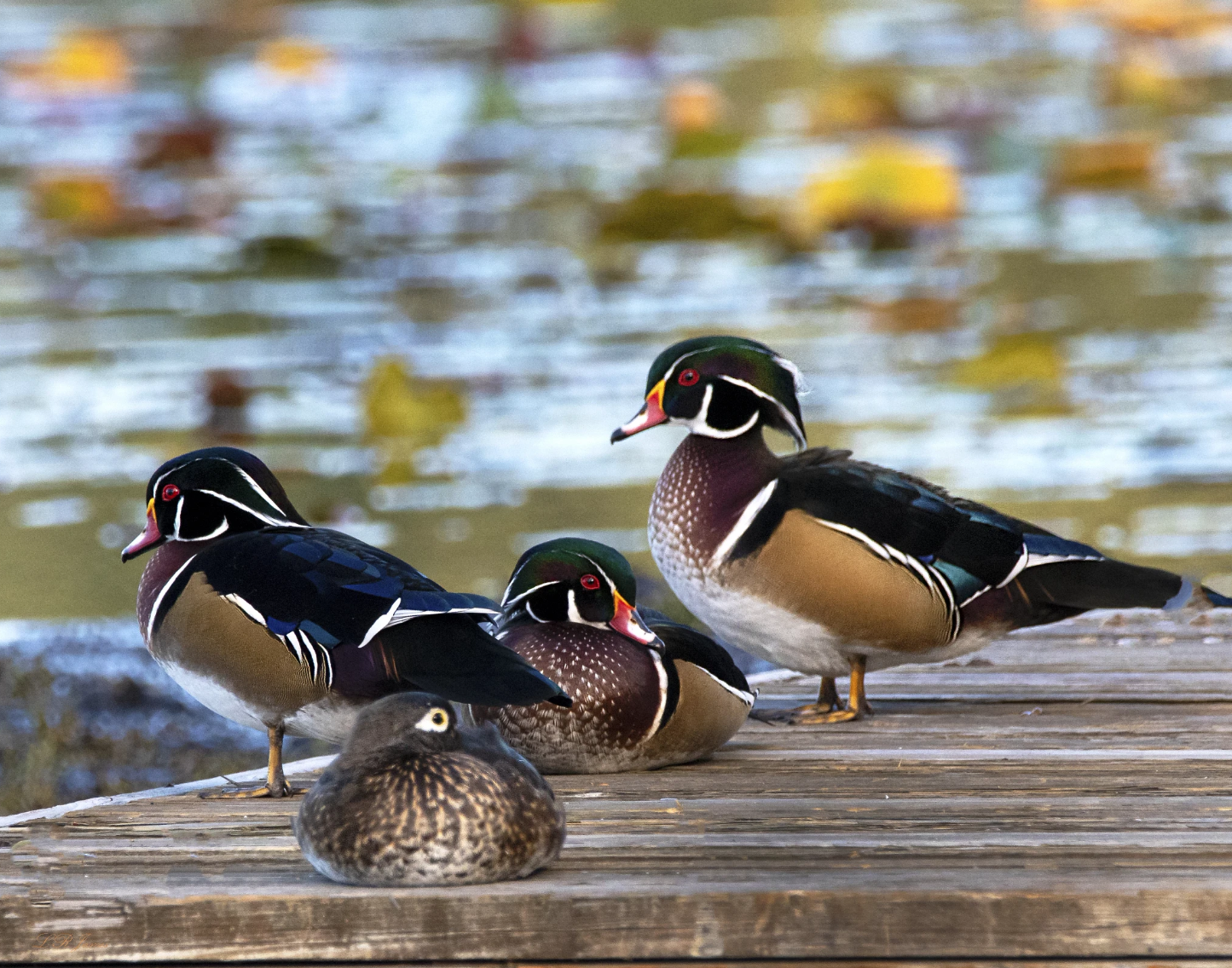 Four wood ducks rest on a wooden dock beside calm water, with three brightly colored males standing behind a mottled brown female in the foreground; autumn leaves blur across the water in the background.